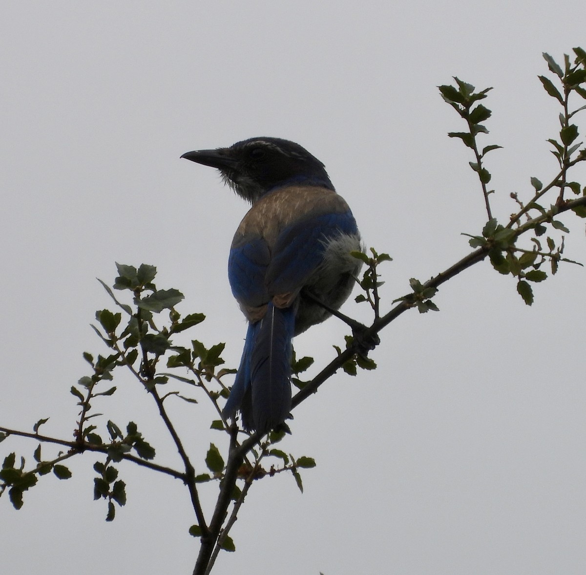 California Scrub-Jay - Cathie Canepa