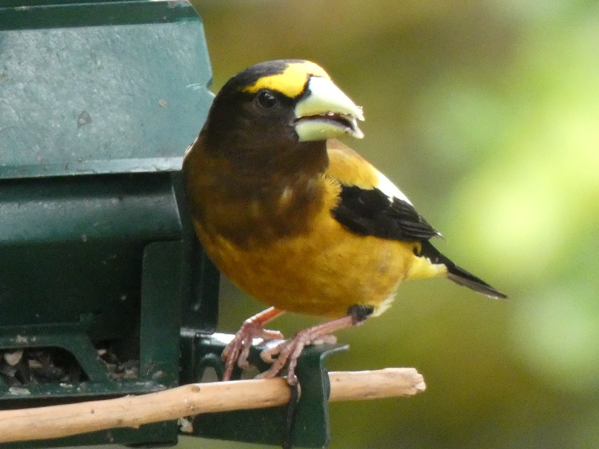 Evening Grosbeak - Jannaca Chick