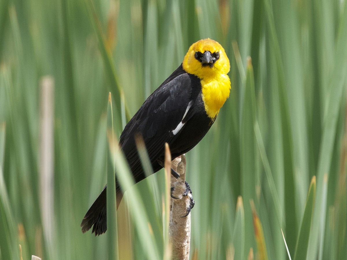 Yellow-headed Blackbird - Dave Prentice