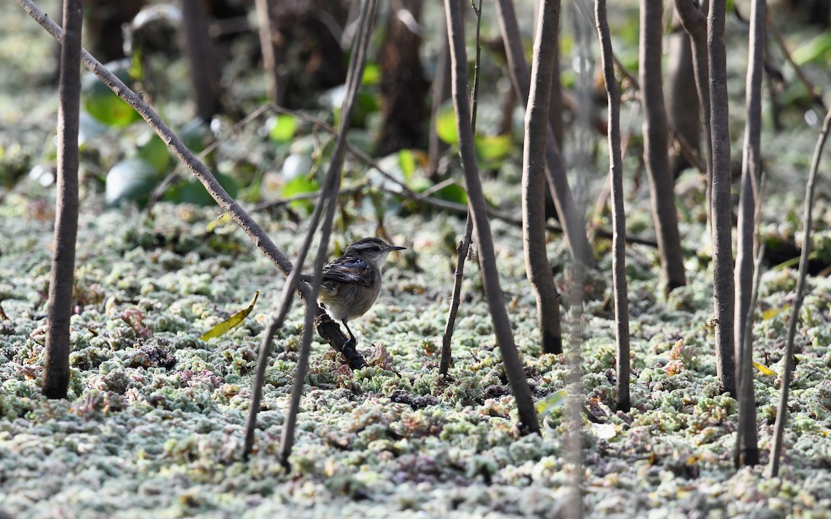 Wren-like Rushbird - Camilo Garcia Gonzalez