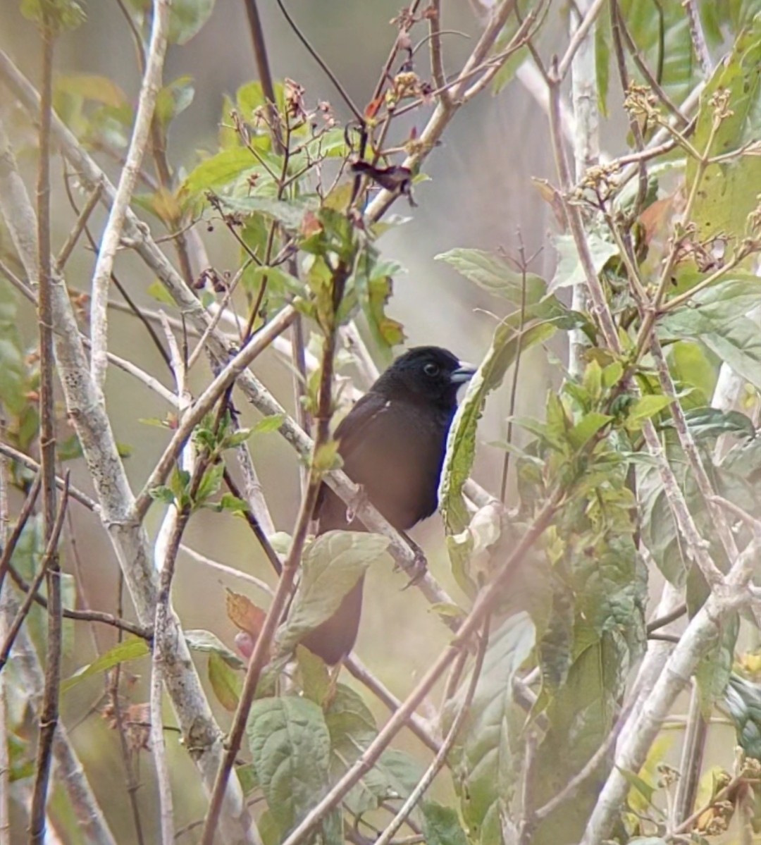 White-lined Tanager - Diego Ramírez