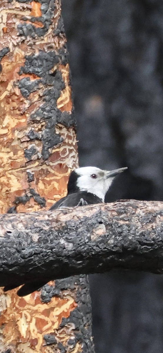 White-headed Woodpecker - Tobias Felbeck