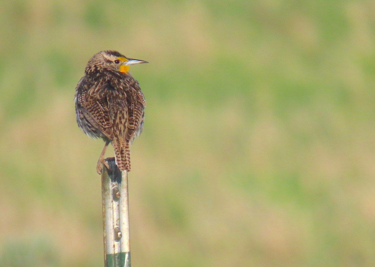 Western Meadowlark - Hannah Floyd