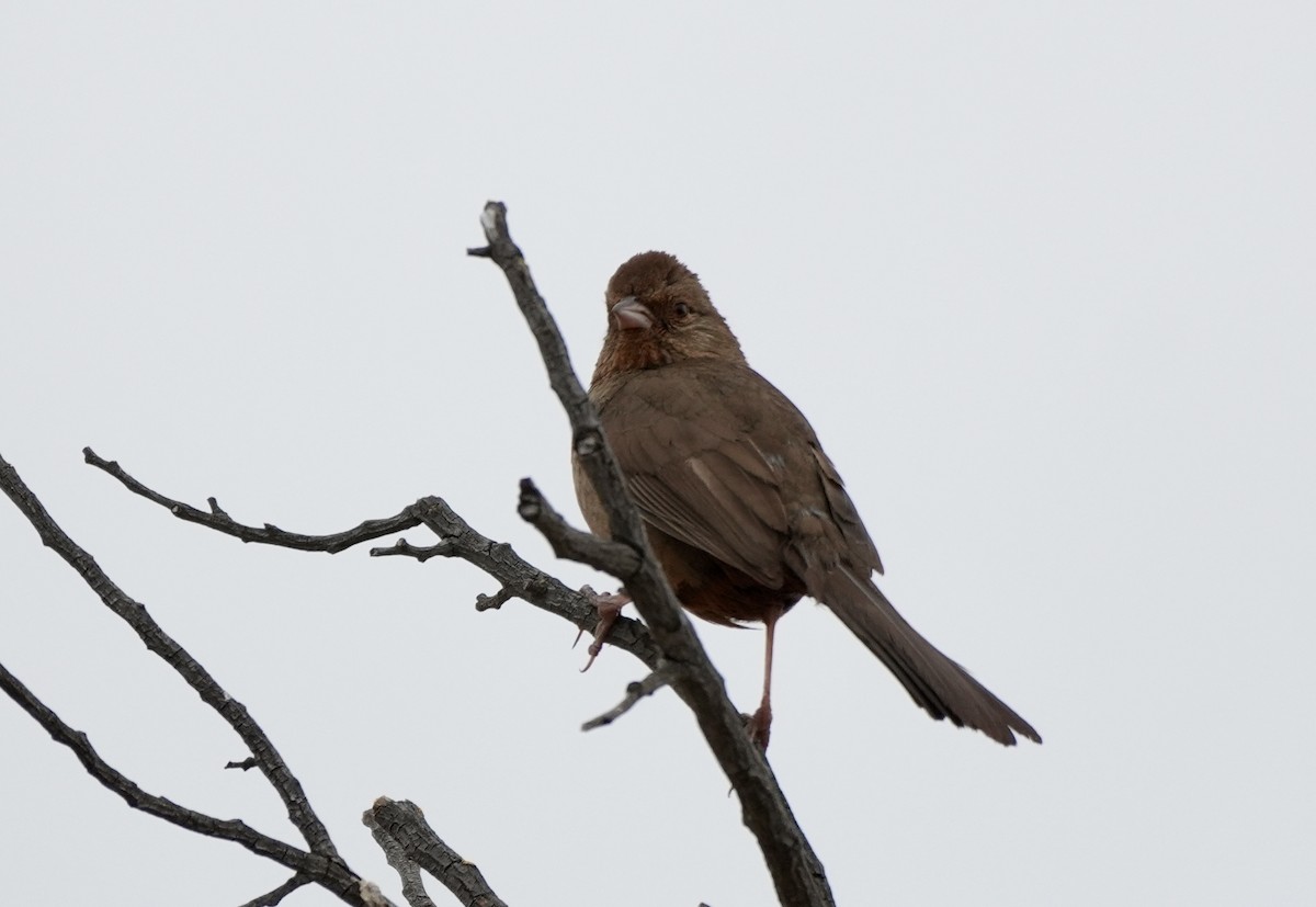 California Towhee - Ryan Ludman