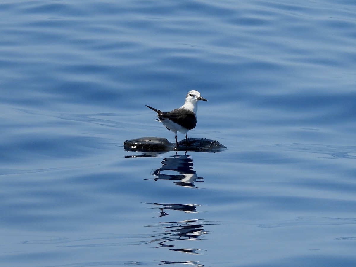 Bridled Tern - Joshua Rager