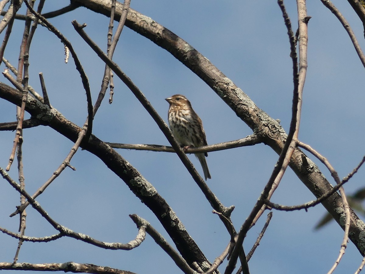 Purple Finch - André Labelle