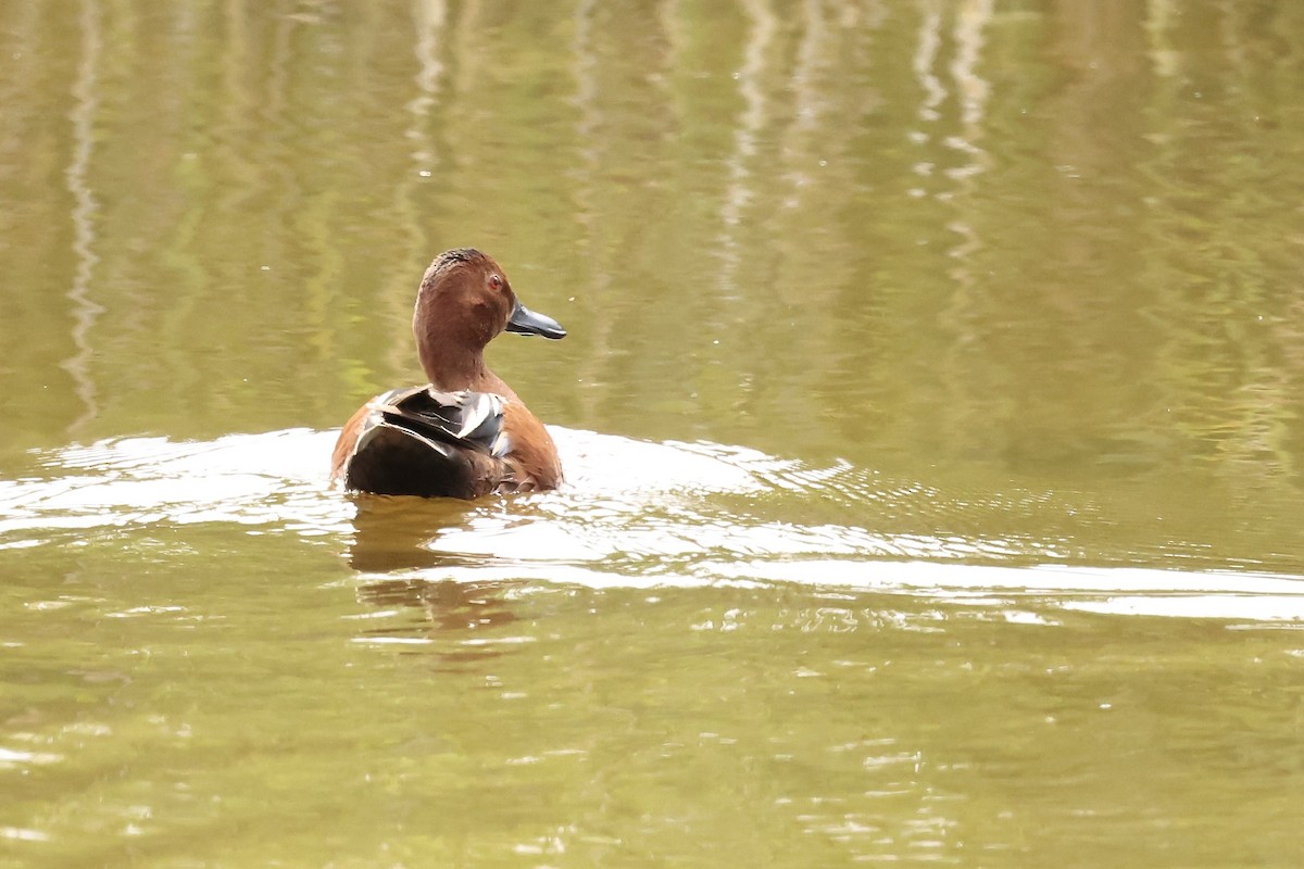 Cinnamon Teal - Karen Barlow