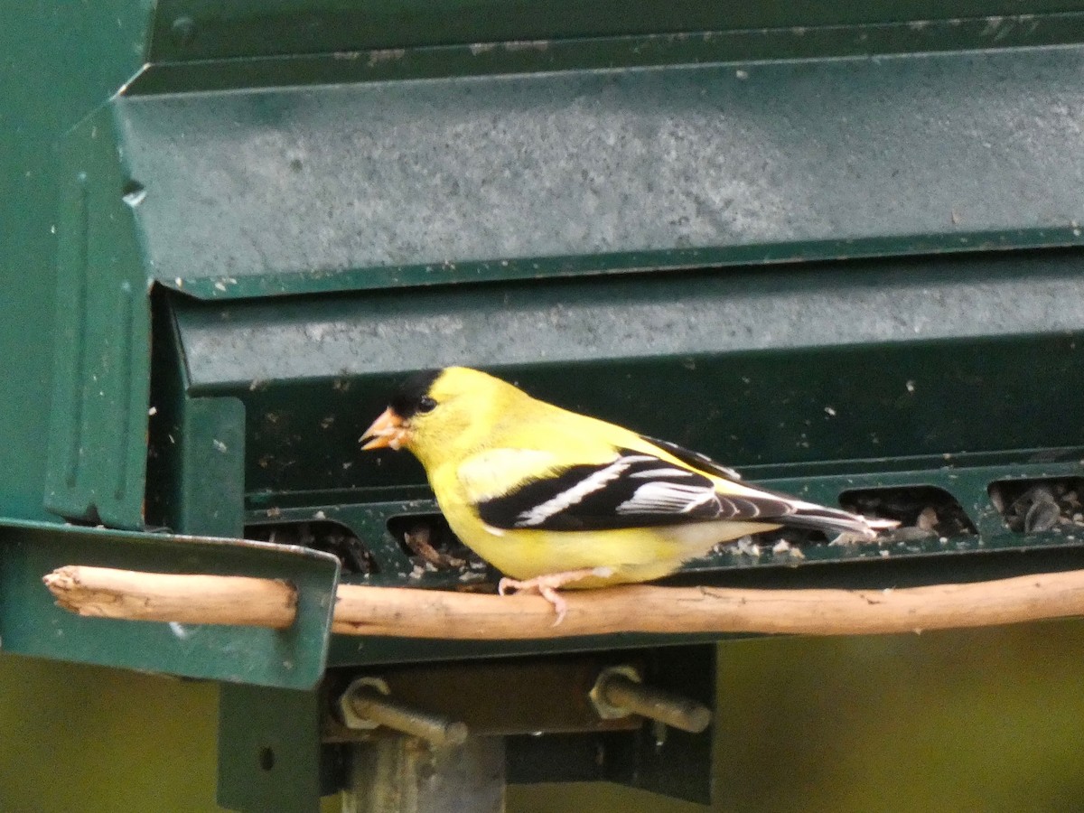 American Goldfinch - Jannaca Chick