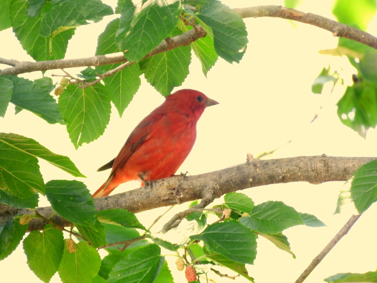 Summer Tanager - ML619584810