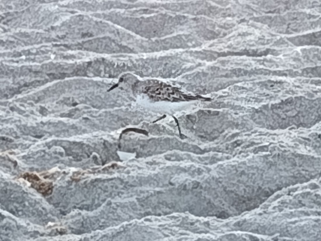 Sanderling - Kyle Smith