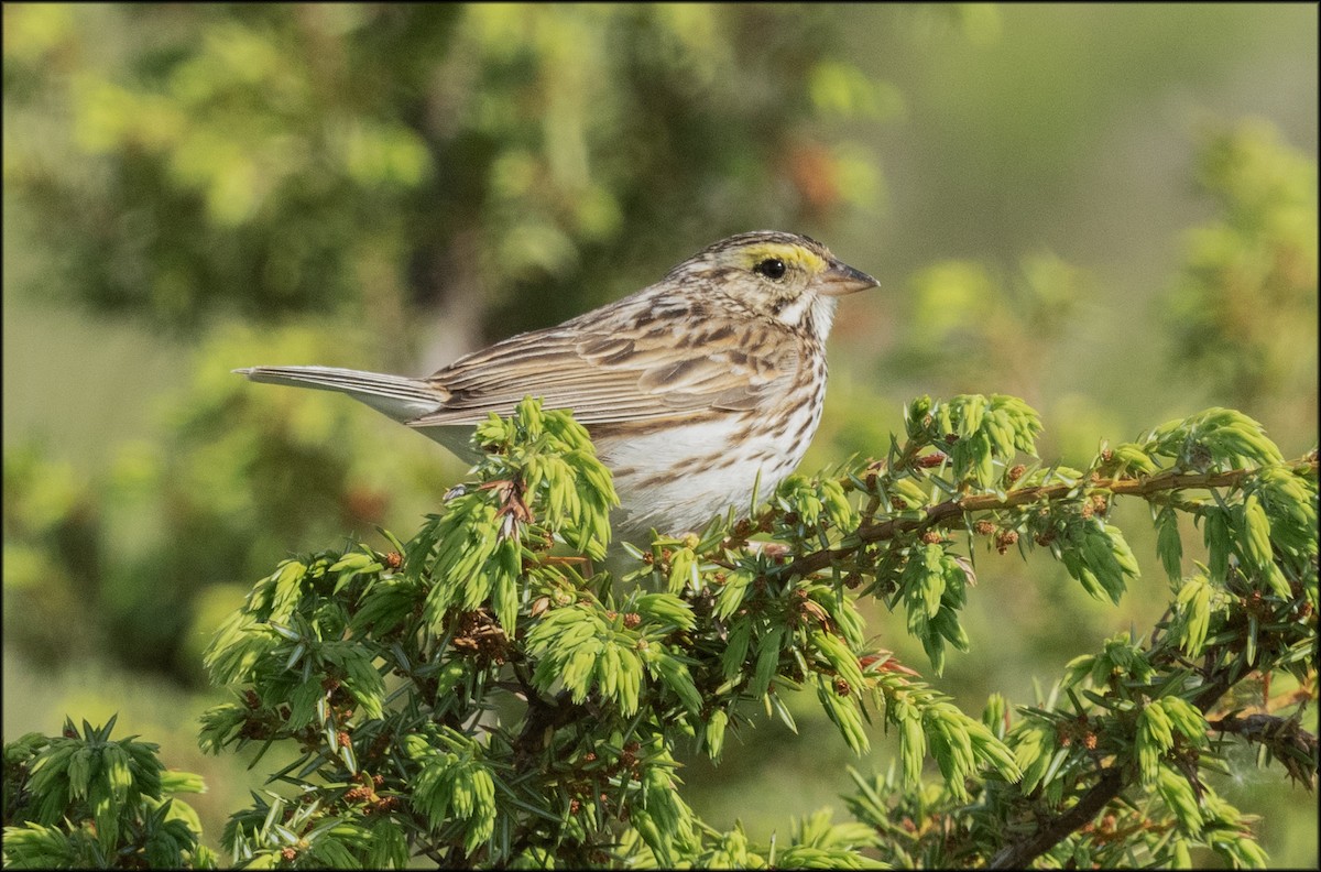 Savannah Sparrow - Paul Lagasi