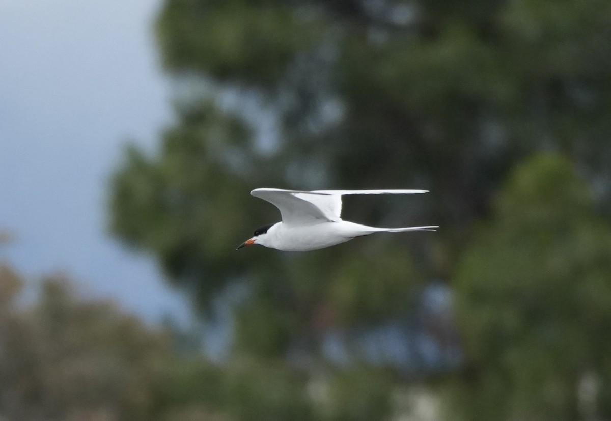 Forster's Tern - Ryan Ludman