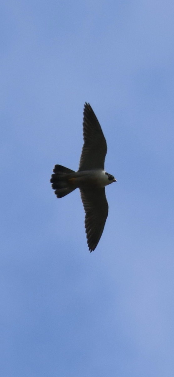 Peregrine Falcon - Tobias Felbeck