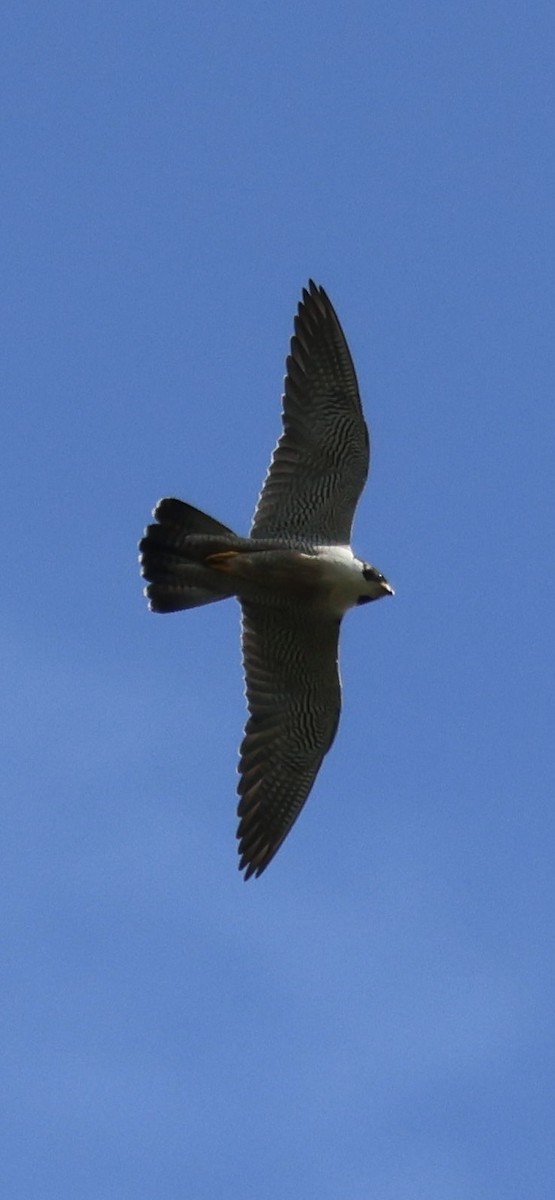 Peregrine Falcon - Tobias Felbeck