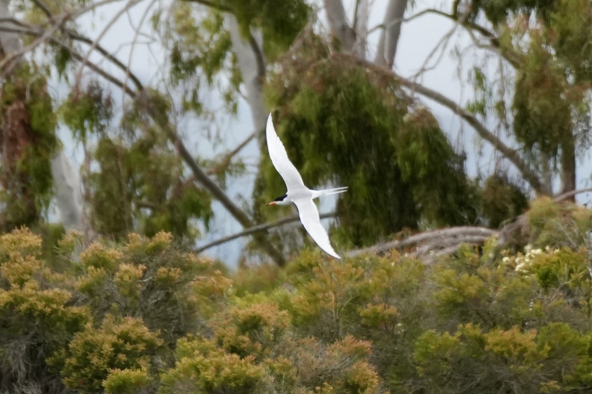 Forster's Tern - Ryan Ludman