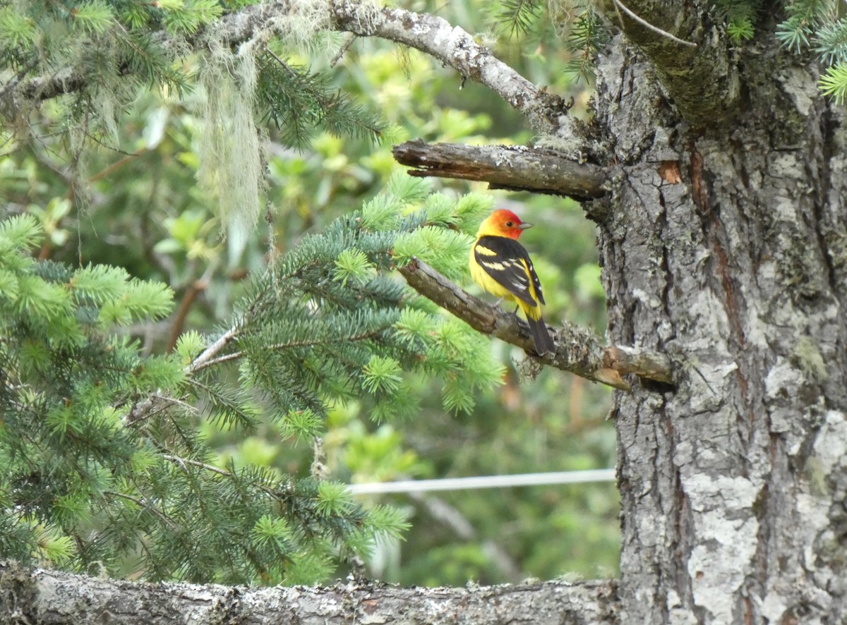 Western Tanager - Jannaca Chick