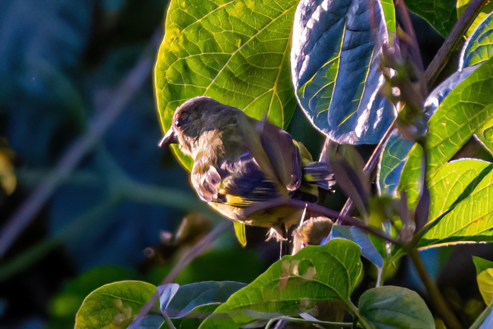 Hooded Siskin - ML619584829