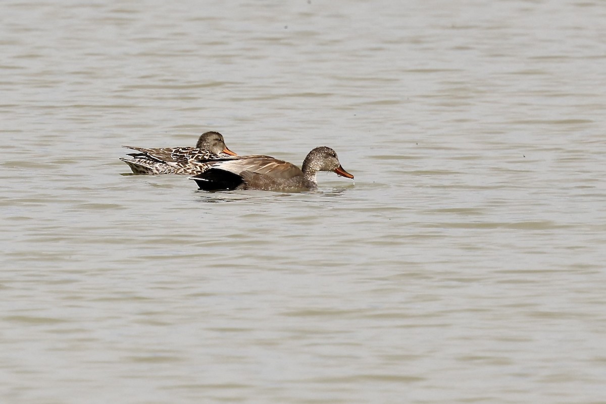 Gadwall - Karen Barlow