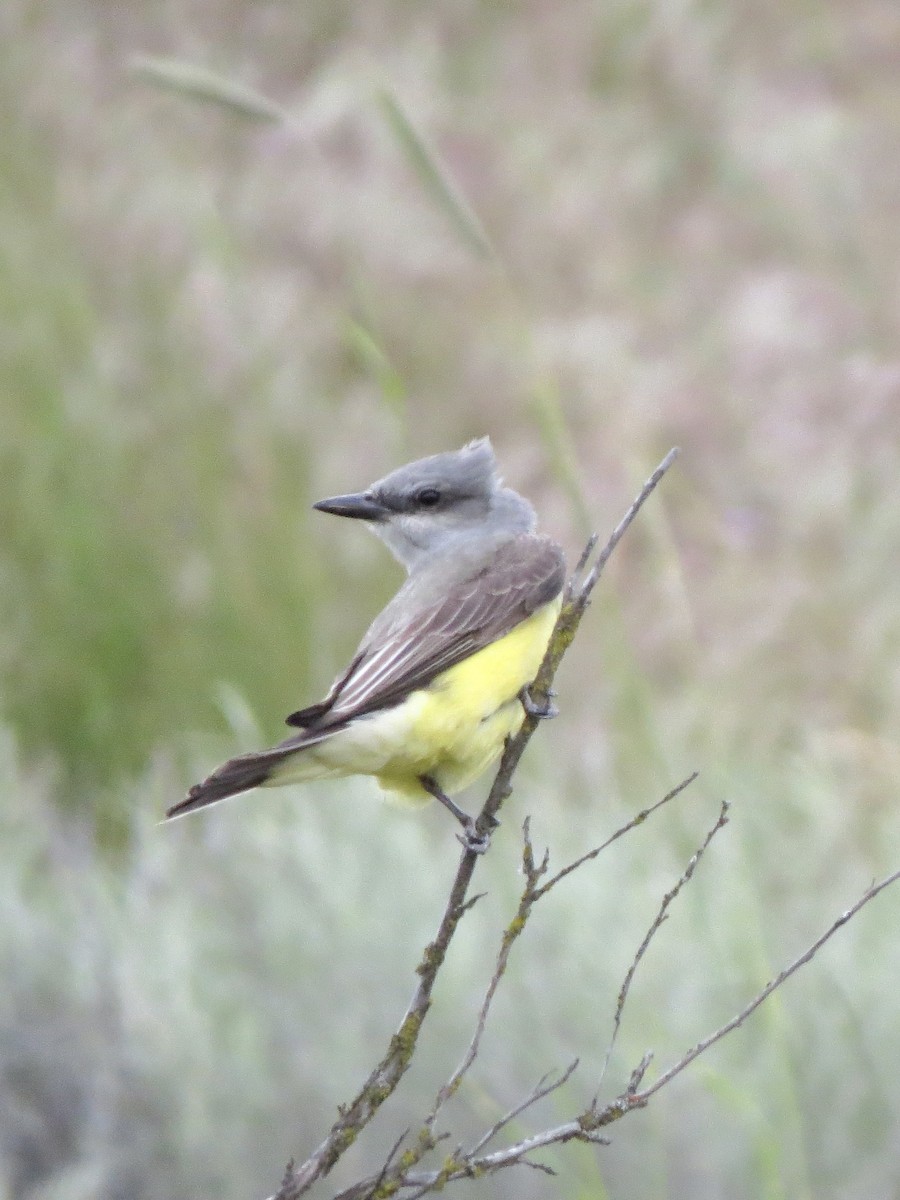 Western Kingbird - Peter Lacey