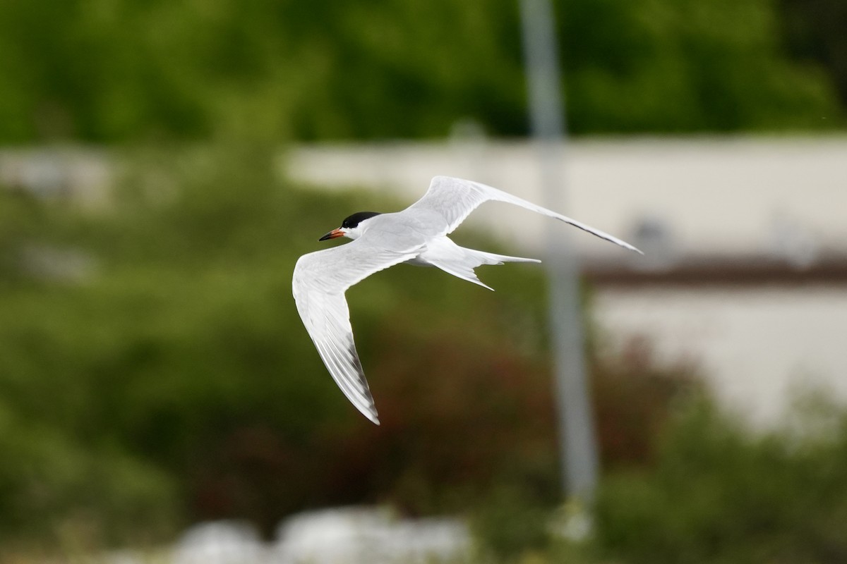 Forster's Tern - Ryan Ludman