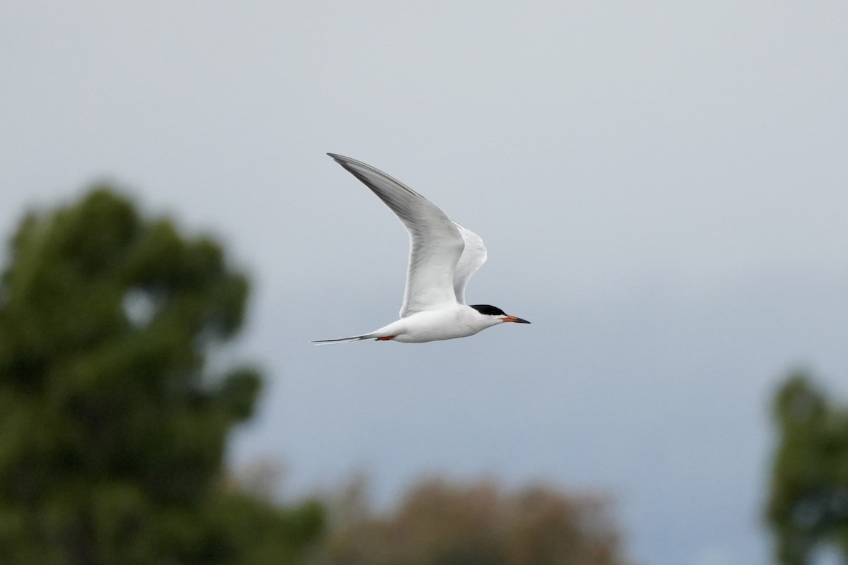 Forster's Tern - Ryan Ludman