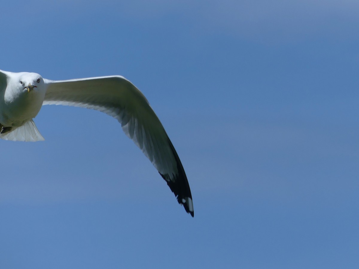 Ring-billed Gull - ML619584837