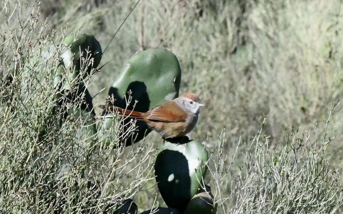 Sooty-fronted Spinetail - Camilo Garcia Gonzalez