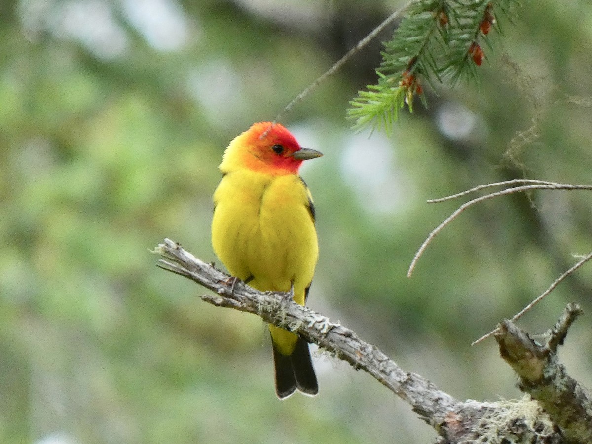 Western Tanager - Jannaca Chick