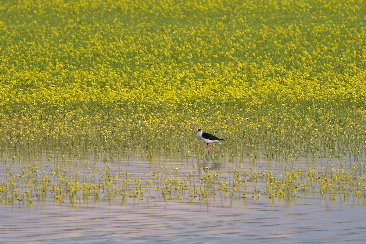 Black-winged Stilt - Mateusz Łodziński