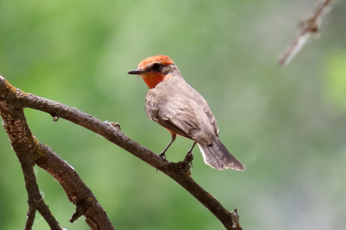 Vermilion Flycatcher - Jonathan Montgomery