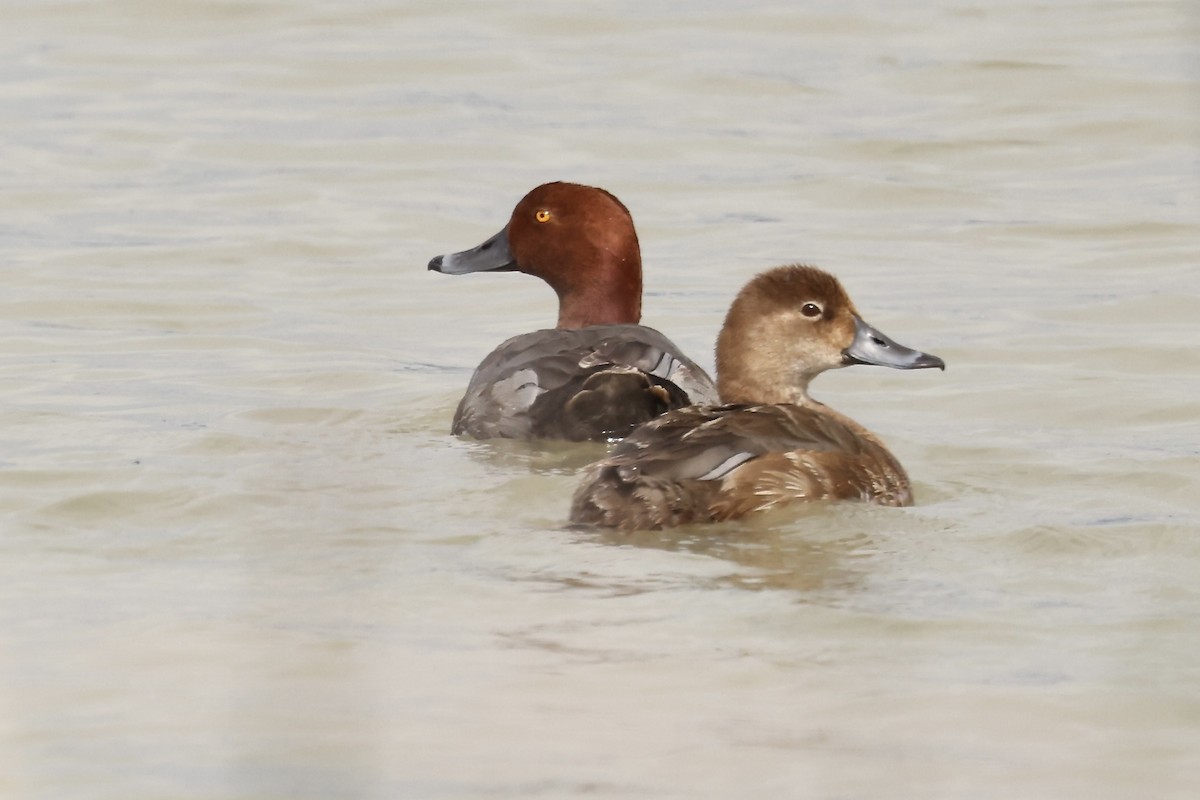 Redhead - Karen Barlow