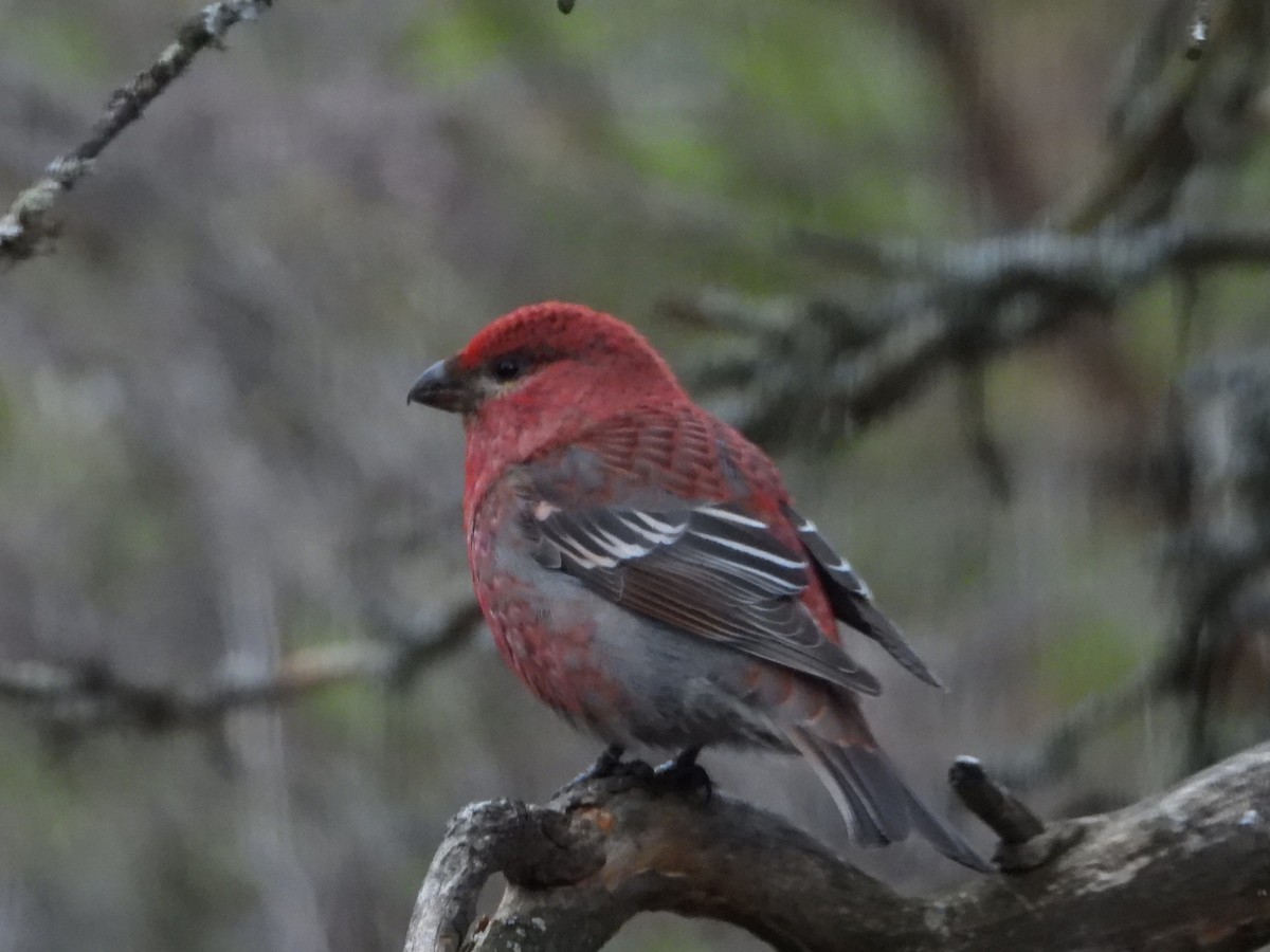 Pine Grosbeak - Jon Iratzagorria Garay