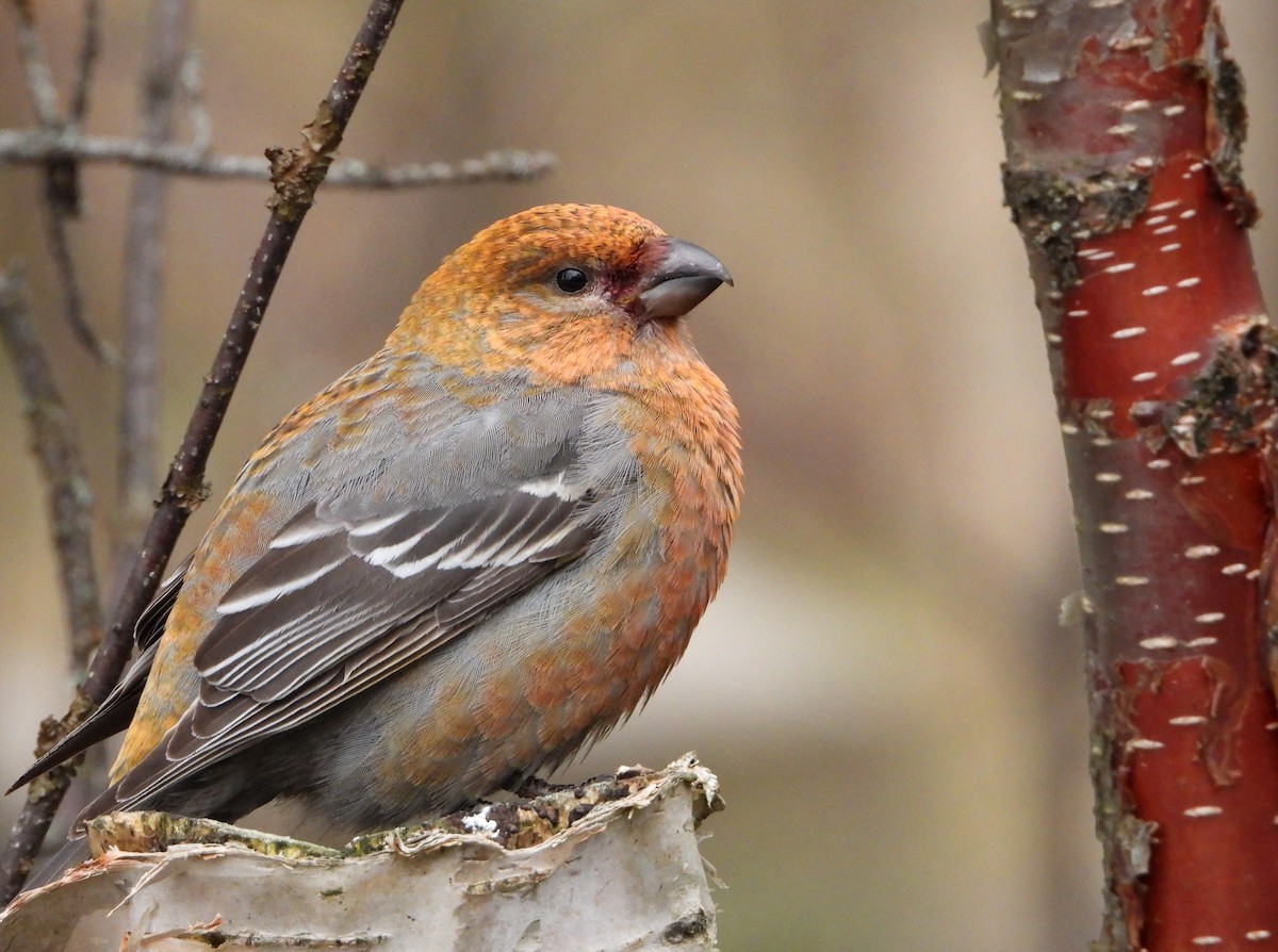 Pine Grosbeak - Jon Iratzagorria Garay