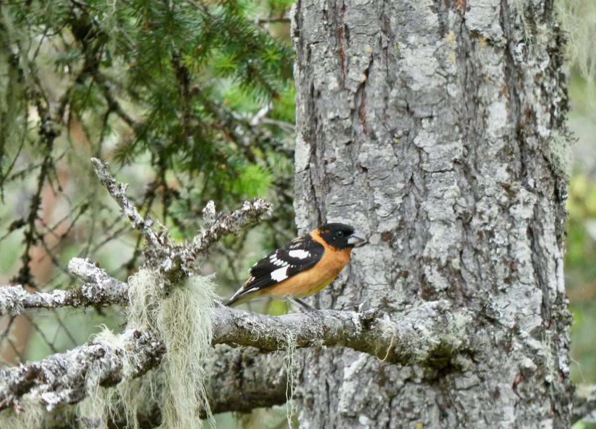 Black-headed Grosbeak - Jannaca Chick