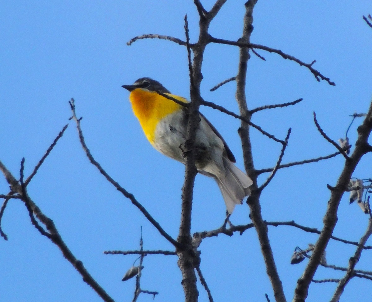 Yellow-breasted Chat - Norm Engeland