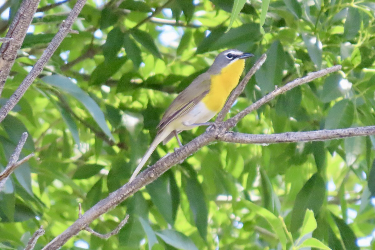 Yellow-breasted Chat - Jonathan Montgomery