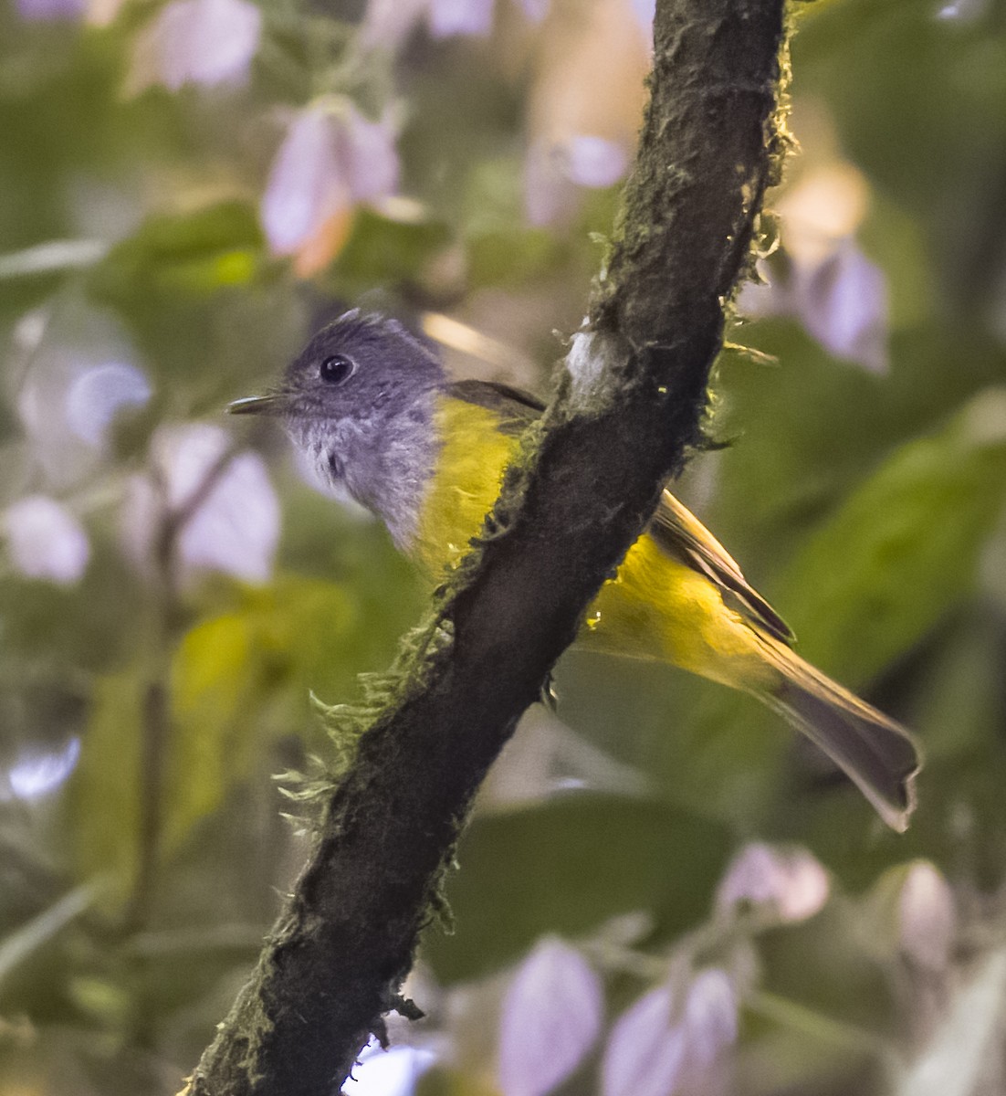 Gray-headed Canary-Flycatcher - David Hoar