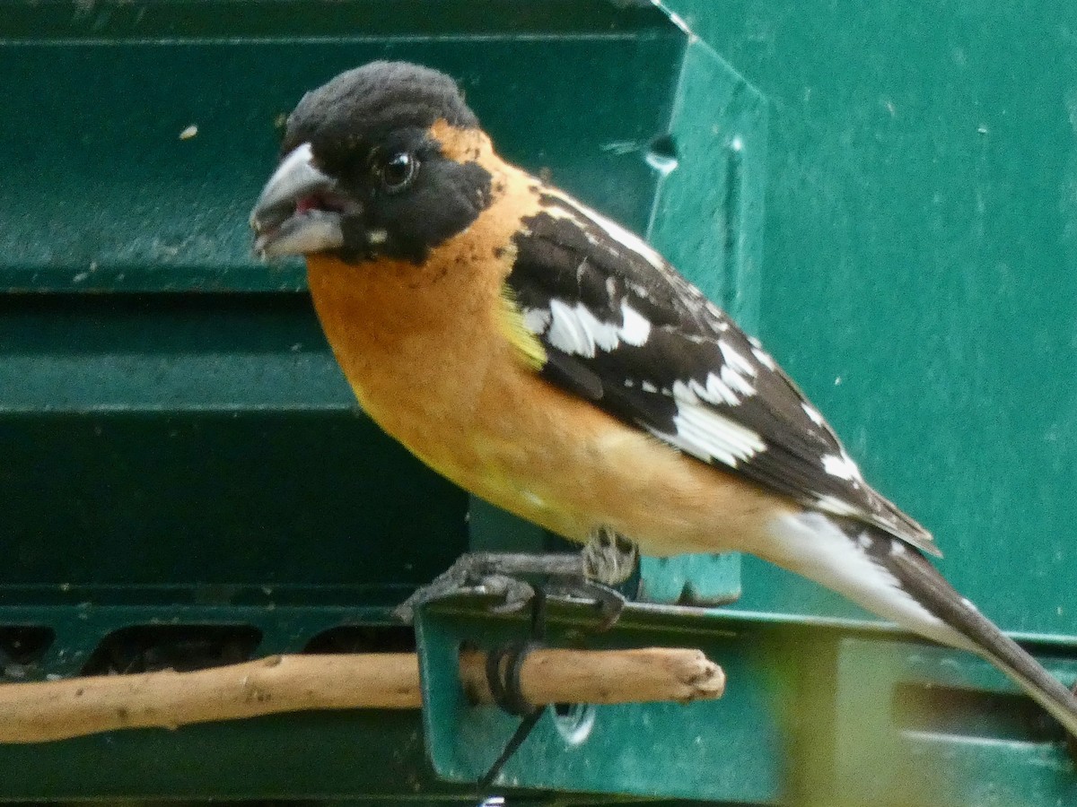 Black-headed Grosbeak - Jannaca Chick