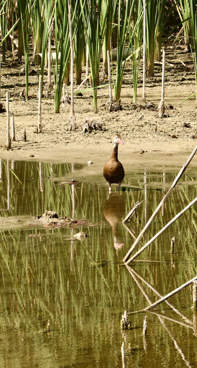 Black-bellied Whistling-Duck - ML619584895