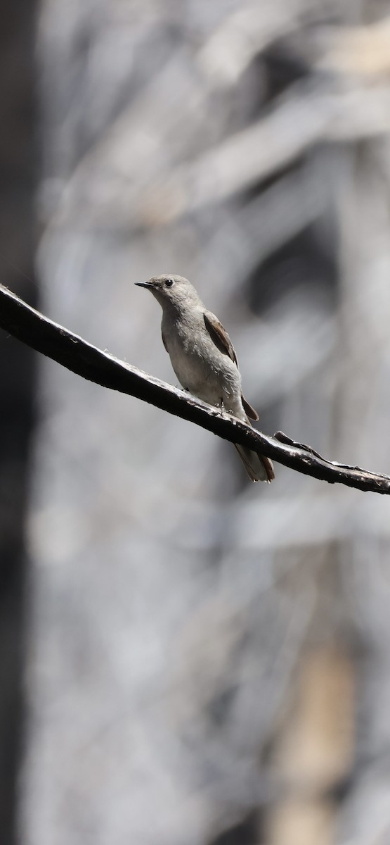 Townsend's Solitaire - Tobias Felbeck