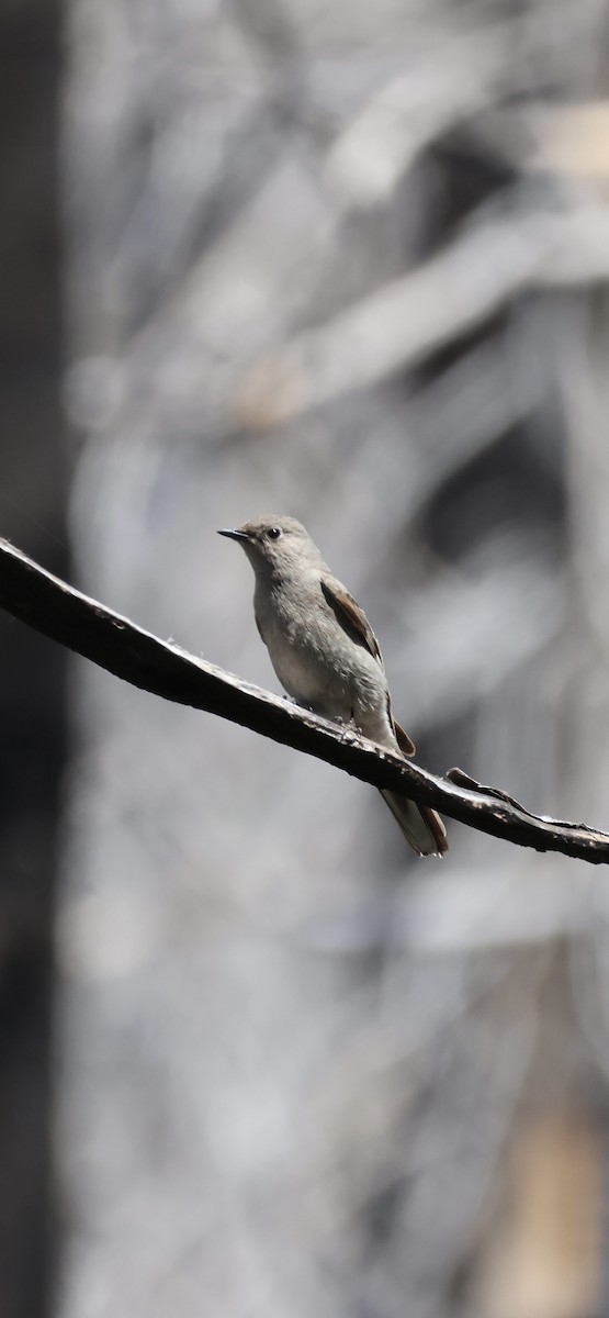 Townsend's Solitaire - Tobias Felbeck