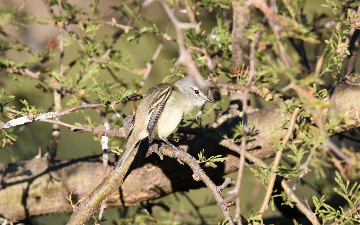 Straneck's Tyrannulet - ML619584901