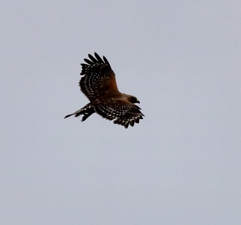 Red-shouldered Hawk - Carla Morris