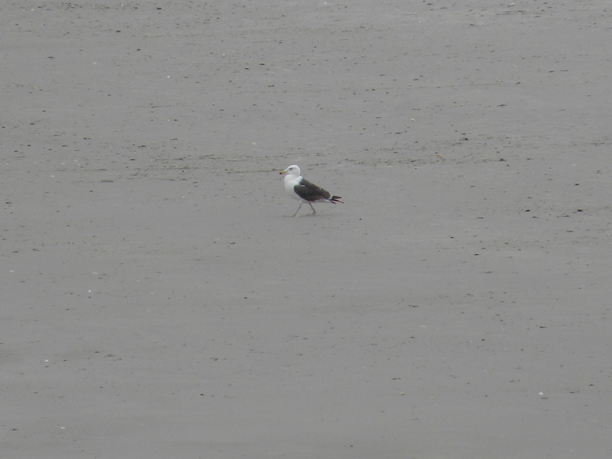 Great Black-backed Gull - Eric Haskell