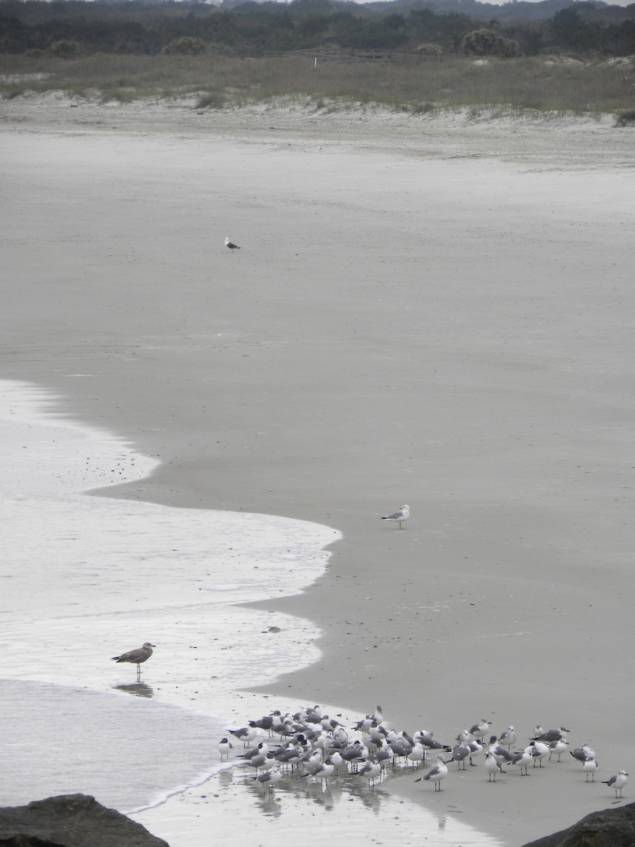 Great Black-backed Gull - Eric Haskell