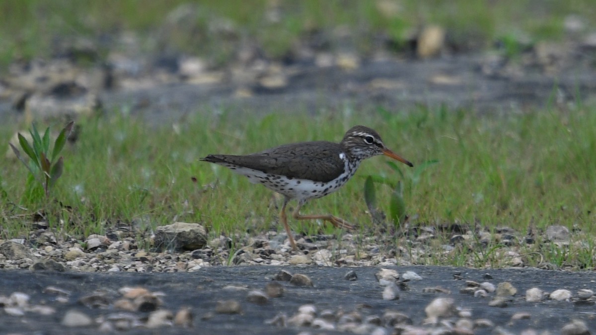 Spotted Sandpiper - Carl Winstead