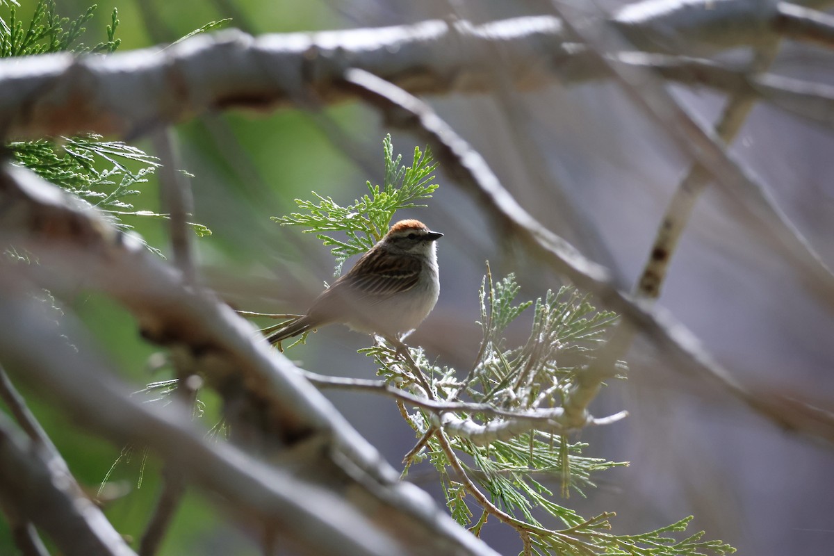 Chipping Sparrow - Tobias Felbeck