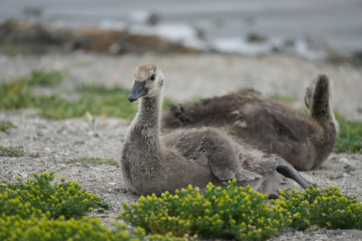 Canada Goose - ML619584933