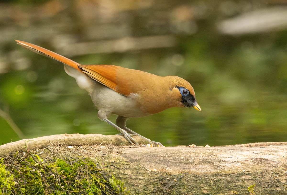 Buffy Laughingthrush - ML619584935