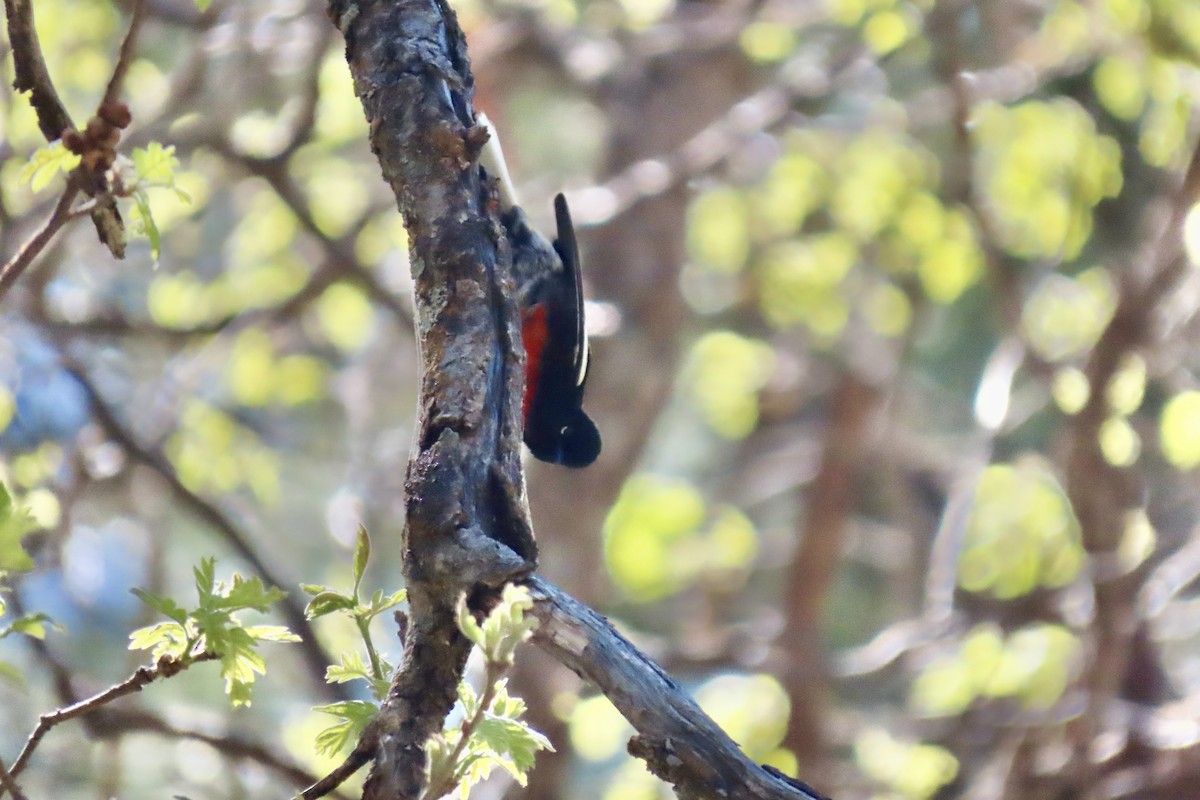 Painted Redstart - ML619584938